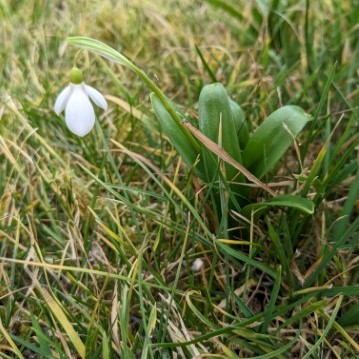 Schneeglöckchen