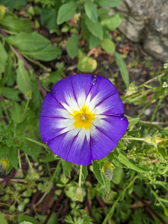 Herbst-Blumen